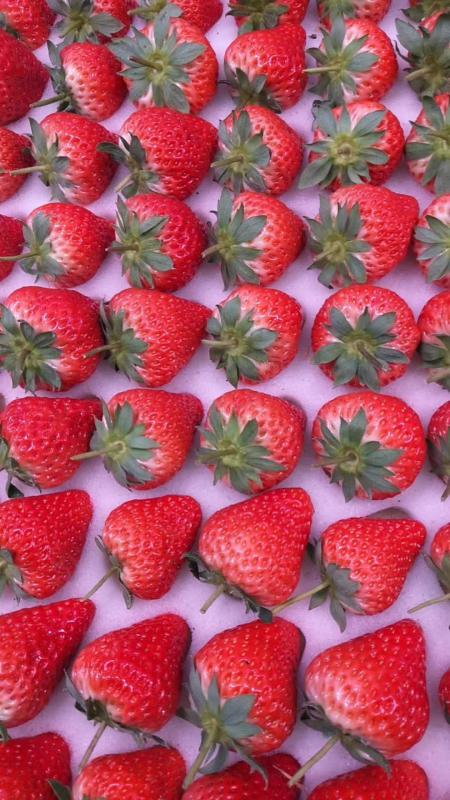 东港九九草莓，专业代办品质保证，按需包装
