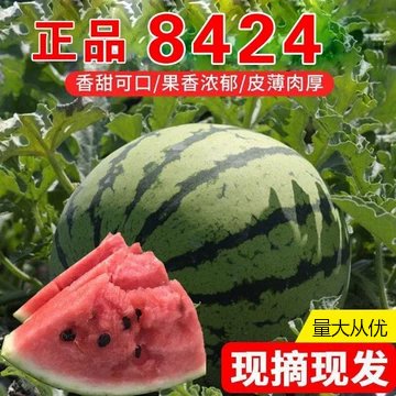 【推荐】大棚麒麟瓜，高品质，甜度高口感好，保质保量。