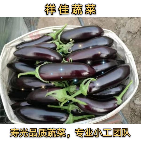 寿光【祥佳蔬菜合作社】精品765长茄，烧烤茄。质量保证