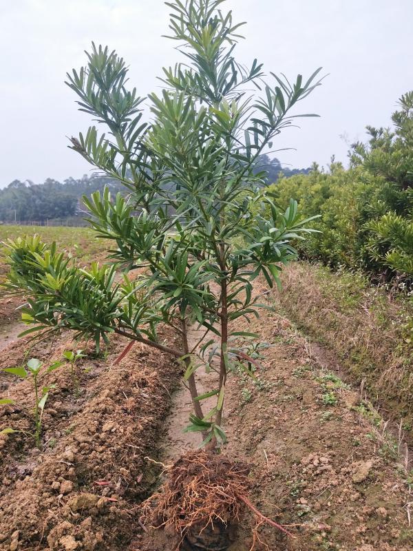 罗汉松台湾罗汉松盆栽地栽庭院种植