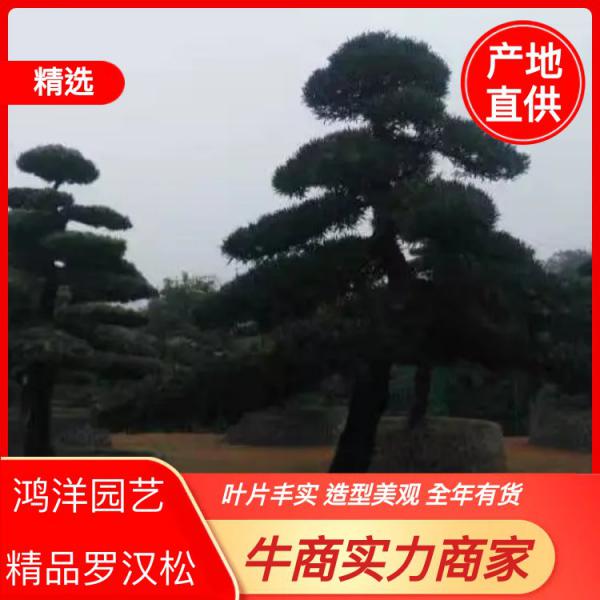 罗汉松，精品罗汉松，罗汉松造型树，造型罗汉松控根苗