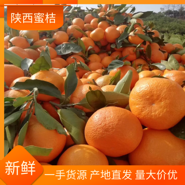 【精品蜜桔】陕西汉中城固蜜橘皮薄光亮 产地直供