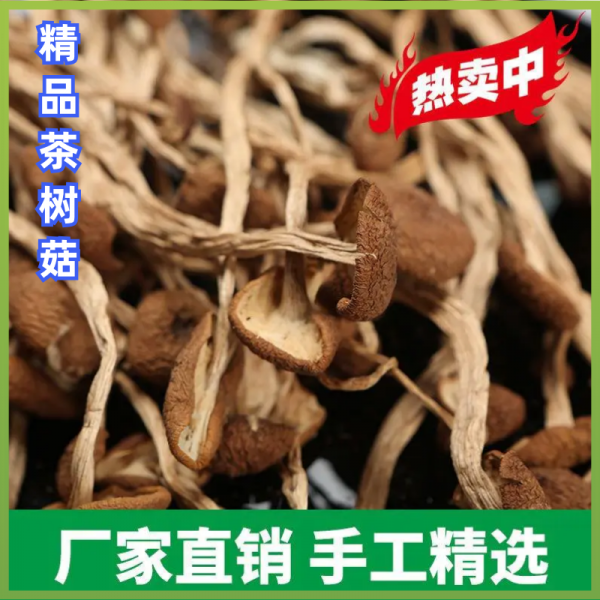 茶树菇，精品茶树菇，产地直销，可考察，欢迎咨询