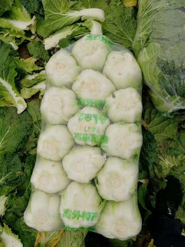 《预售》黄心大白菜.3-6斤.保证质量.大量供应