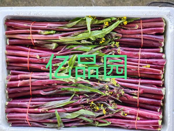 红菜苔 油菜苔 紫菜苔 四川省亿品园农业发展有限公司