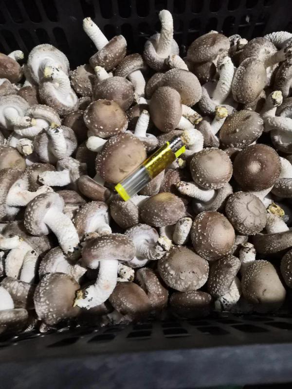 鲜香菇产地直销，货源充足稳定，东北香菇常年有货，花菇白菇