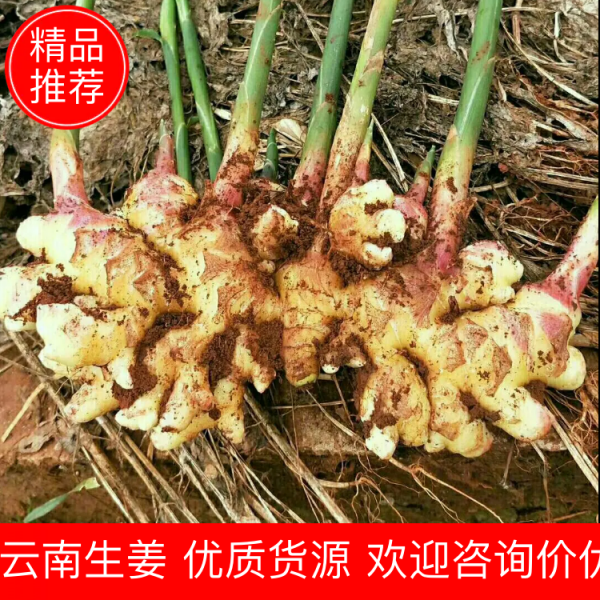 【精品】云南小黄姜 新鲜现挖 产地直销 全国发货品种齐全