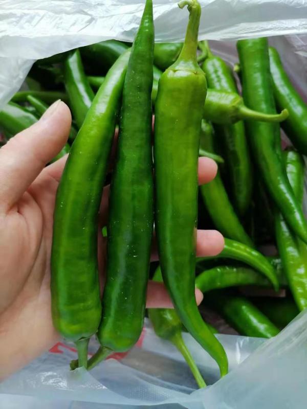 精品辣椒专业种植户，每天供应，湖北省内天门市周边可配货