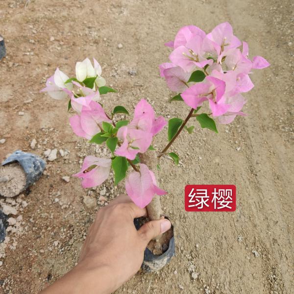三角梅小苗高度30到40厘米福建漳州基地品种齐全