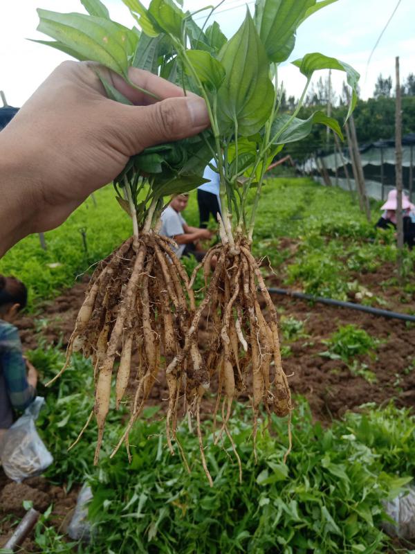 供百部苗基地直供现挖现卖中药材种苗百部种苗百部种子