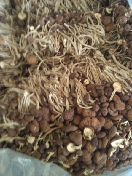 茶树菇未开伞出口级茶薪菇散货大量批发