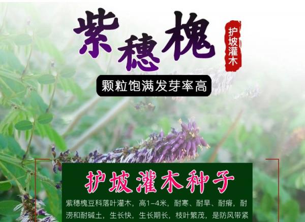 紫穗槐种子护坡灌木种子发芽率高包邮特价紫穗