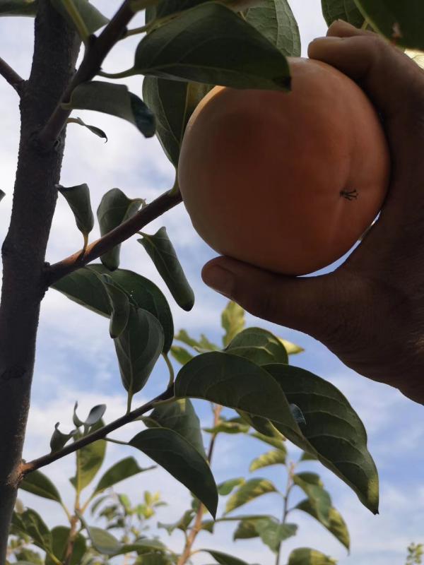 预售产地直供山西阳丰甜柿柿子成熟了，大量供货！