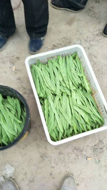 绿扁豆 1厘米以上 20厘米以上