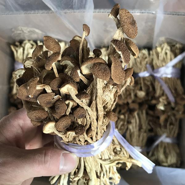 君志江西广昌剪脚茶树菇干货 5斤装 剪根扎把3号菇新货