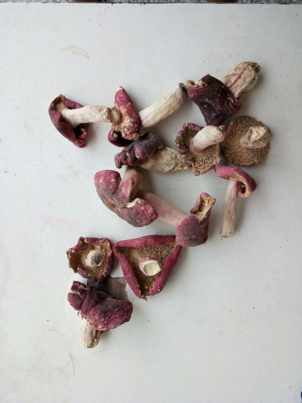 红菇 新货红香菌 蘑菇食用菌批发