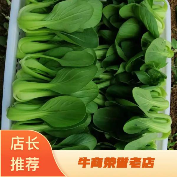 【特级优质】优质油菜大量上市  质量保证一手货源