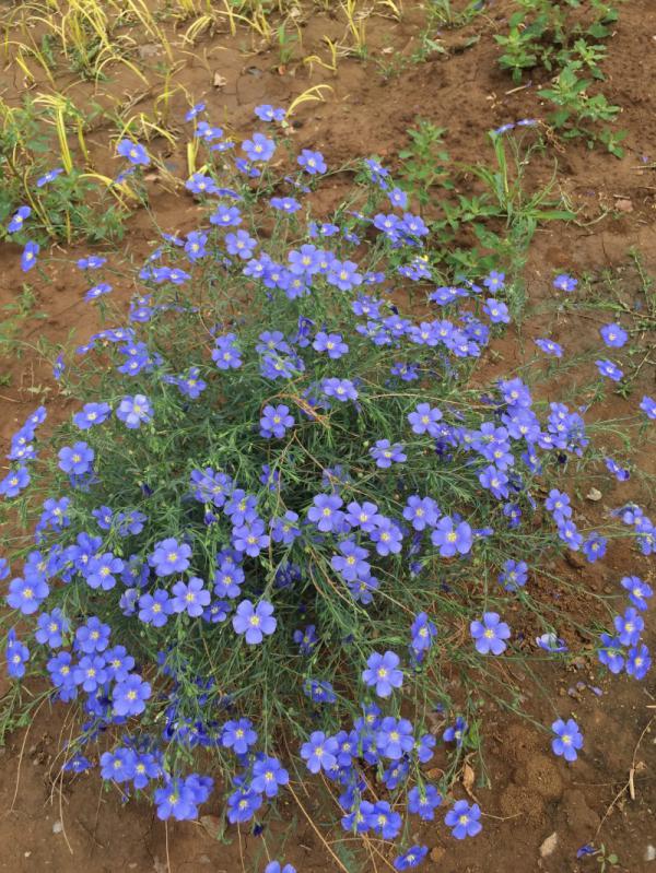 蓝亚麻自产自销   蓝亚麻种植基地。 500万处理。