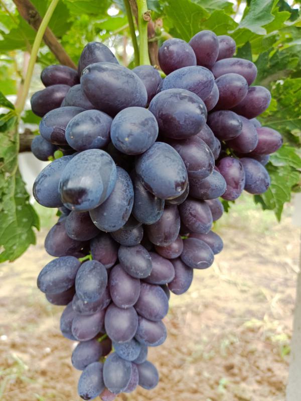 紫甜无核A17葡萄已上市