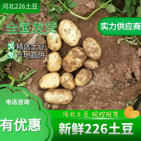 【精选】226土豆 河北土豆 产地直供 价格优惠 欢迎选