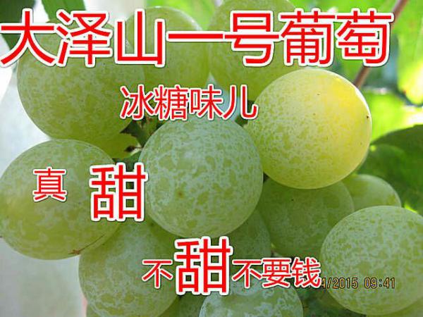 泽山一号葡萄 5%以下 0.8~1斤