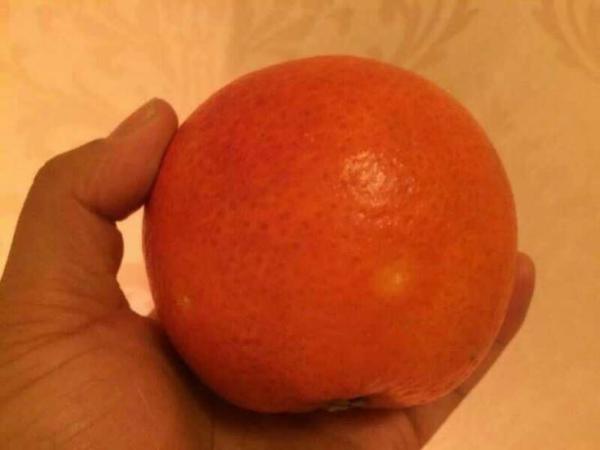 塔罗科血橙苗  橙子苗 血橙树苗基地批发 现起现发粗壮