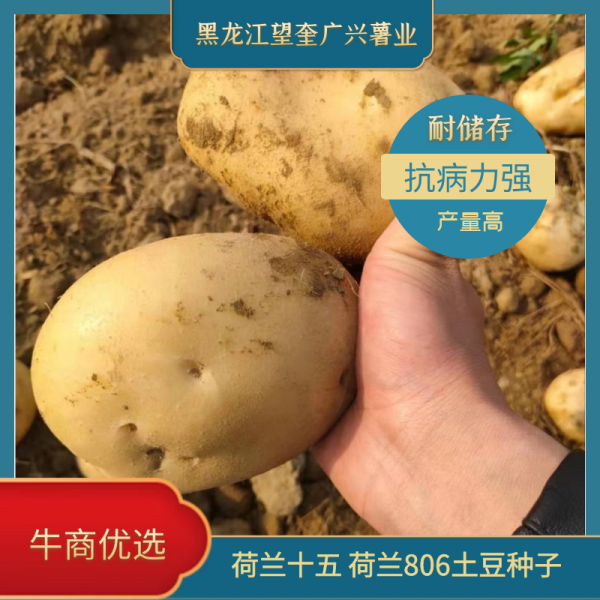 黑龙江省广兴薯业公司脱毒土豆种子抗病高产