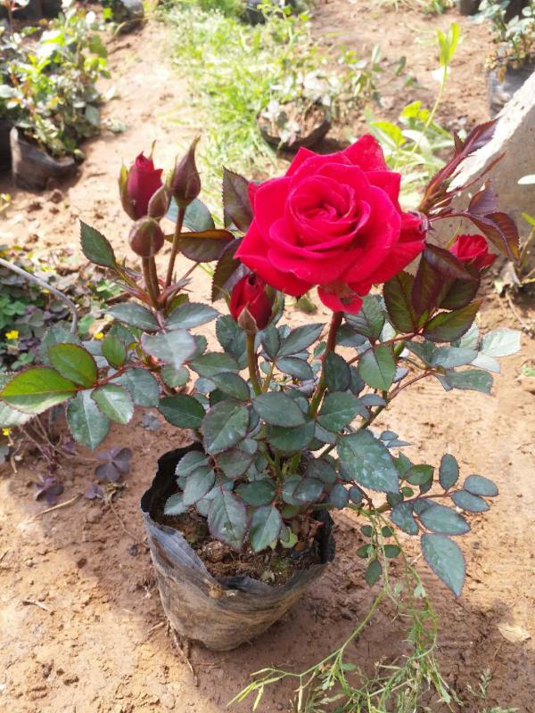 绿化用微型玫瑰，各种月季，各种规格基地直销，质量保证