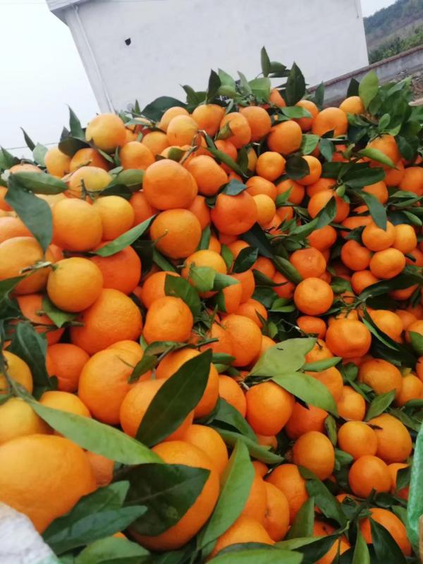 【优选】陕西城固柑橘 早熟蜜橘上市 产地直销