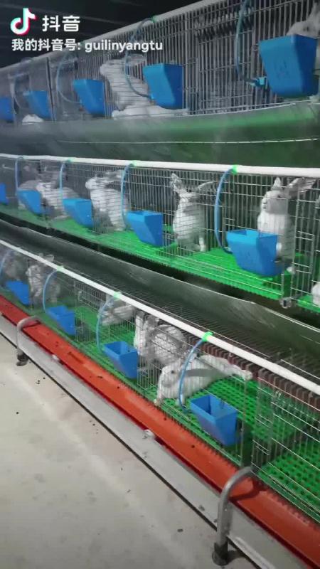 新西兰大白兔，伊拉兔，肉兔，全国可免费技术支持，回收商品