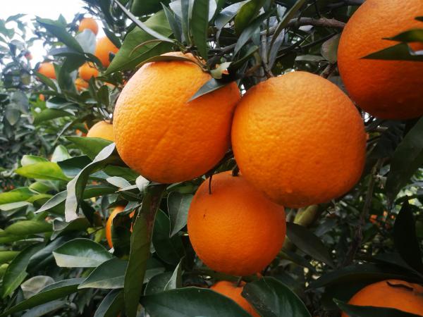 纽荷尔脐橙  基地直供年产50万斤以上 价格实惠