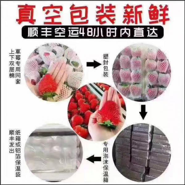 预售丹东东港久久草莓 九九草莓一件代发顺丰包邮坏果包赔
