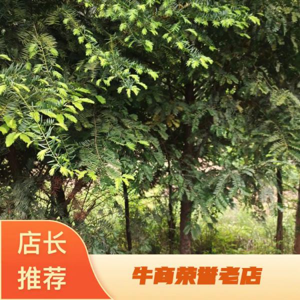 红豆杉，南方红豆杉{高干}低分枝，精品大树庭院绿化