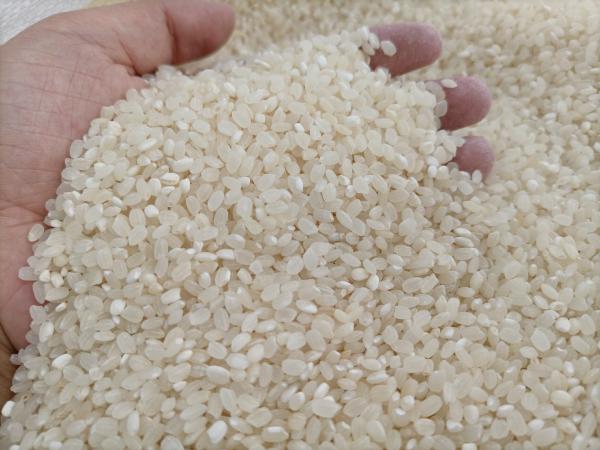 酒米佳品 台湾大颗粒珍珠米食品级 出酒率极高白净珍珠米