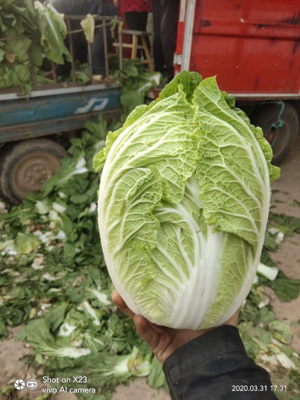 精品~黄心白菜~菊锦白菜（黄心大白菜）~产地~全年供应