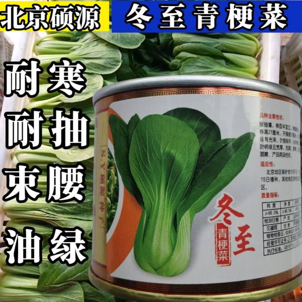 耐寒青梗菜种子 耐抽苔耐低温 束腰油绿越冬上海青菜种子