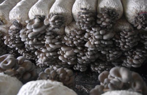 平菇出菇菌棒预定食用菌高产家庭种植包