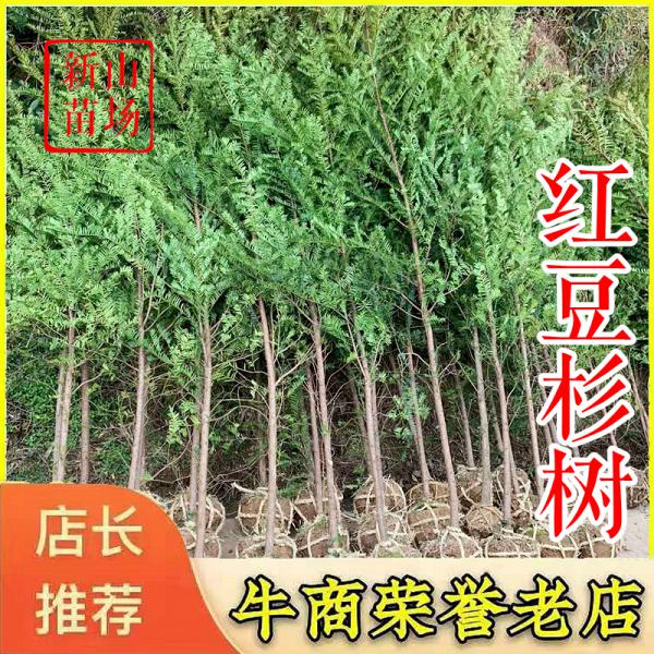 红豆杉 【浙江】2-18公分规格齐全 红豆杉树苗