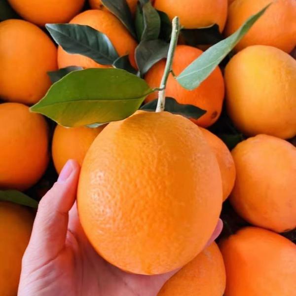 纽荷尔脐橙精品湖北橙子大量上市果园看货现摘现发一手货源