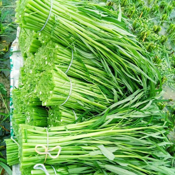 3斤装农家广西空心菜一件代发小家庭用通心菜竹叶菜
