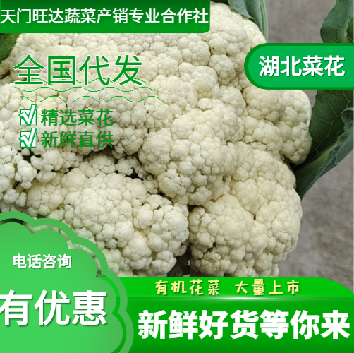 精品【菜花】批发 紧有机菜 基地直供 现摘现发 量大从优