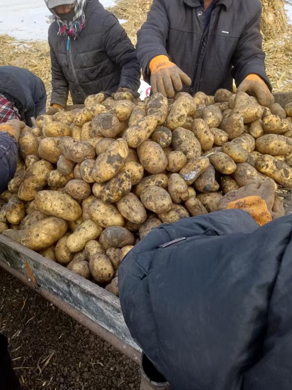 土豆种荷兰土豆黑龙江绥化荷兰系列脱毒种薯 质量好 价格低