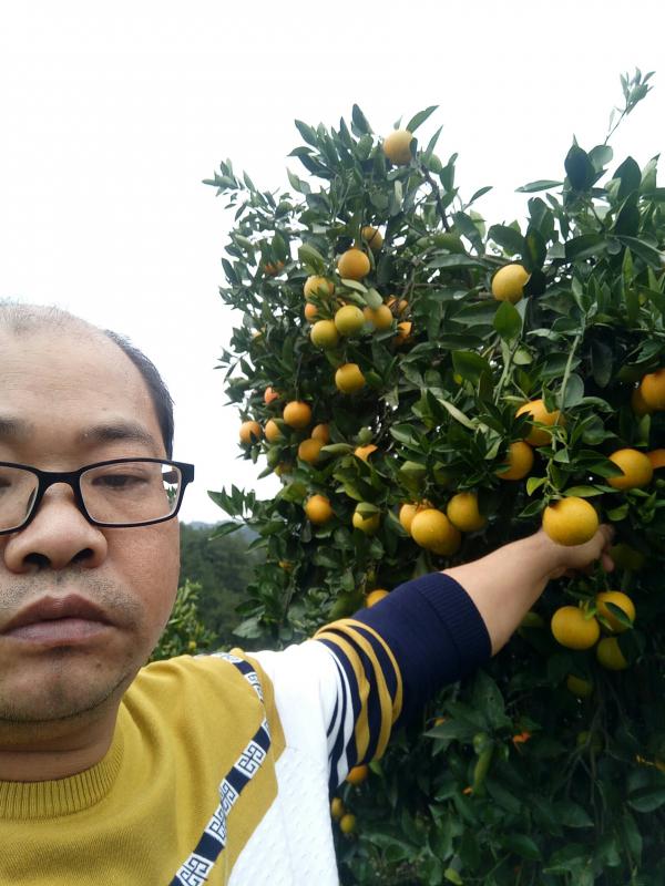 正宗麻阳冰糖橙 每天有货发就找刘跃，进可供应到五月1号，