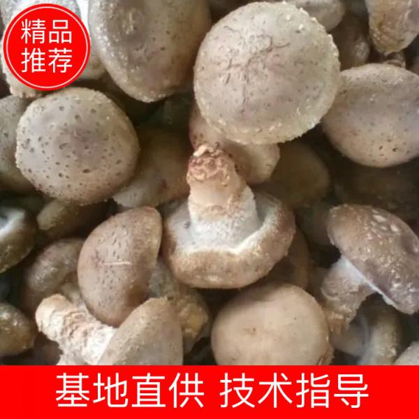 西峡香菇  鲜香菇  大菇  中菇，原产地一手货源