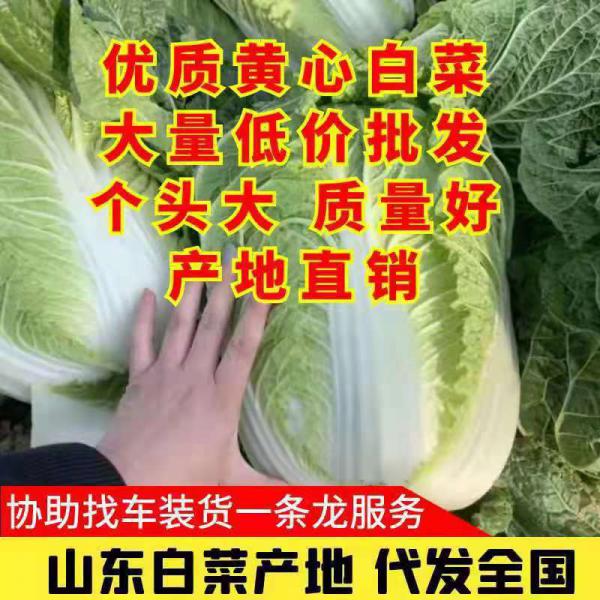 黄心白菜 山东优质黄心大白菜一首货源大量供应量大价优