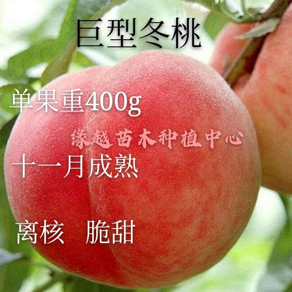 【热卖】冬桃苗巨型晚熟品种，可挂树20天以上脆甜型