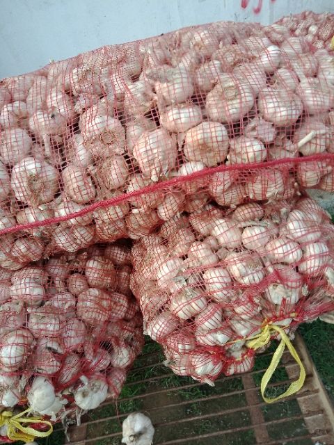中牟优质早熟紫皮大蒜，产地直销，发往全国