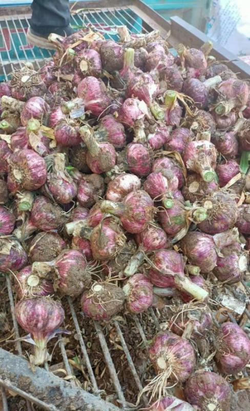 中牟早熟紫皮大蒜上市，产地直供，全国发货