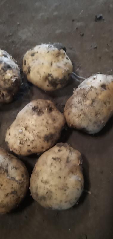 呼伦贝尔牙克石市中薯五号土豆原种量大优惠