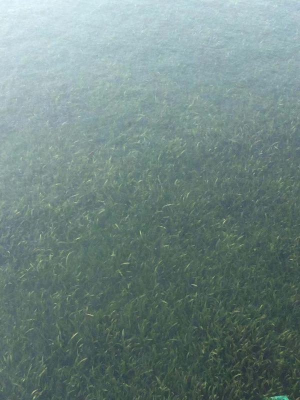 江苏种植基地直销金鱼藻 鱼虾蟹饲料养殖专用水草